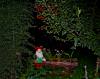 tale, story, wood, night, beer, drink, dwarf, manikin, midget, Lilliputian, log, plants, tree, enchanced, pitic, poveste, padure, fermecata, bustean, basm, plante, copac, bere, noapte, bea